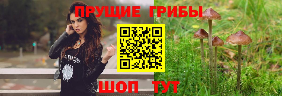 Псилоцибиновые грибы Cubensis  Вход с VPN  Ефремов 