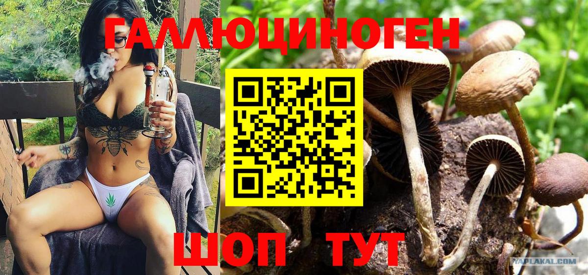 Псилоцибиновые грибы Psilocybe Ефремов